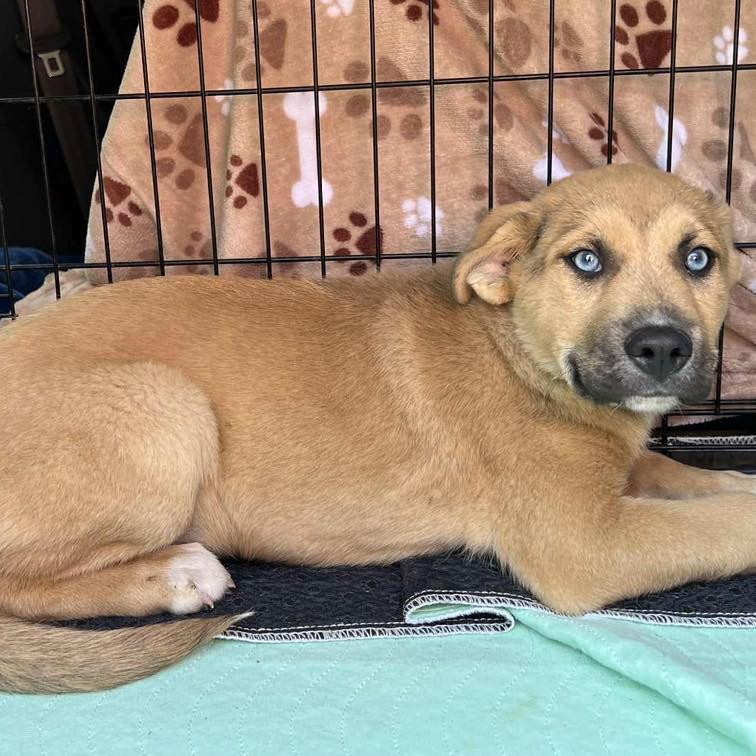 Enlarge Brad, a Adopted Labrador Retriever in Grand Bay, AL image 1/1