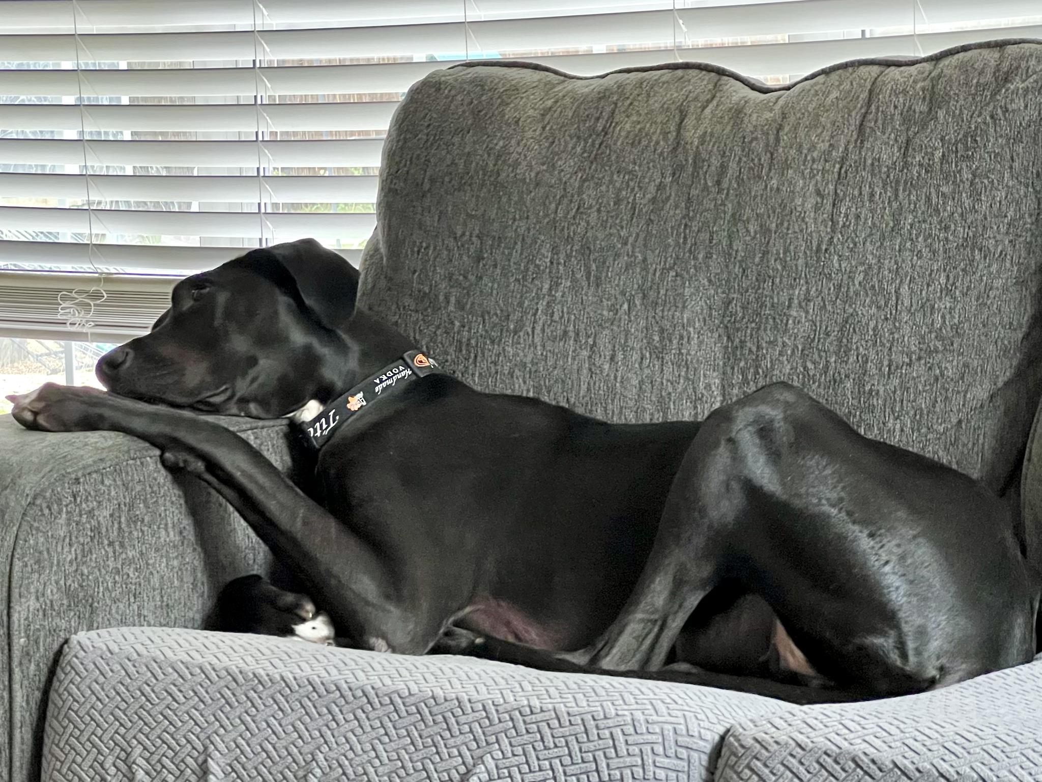 Gypsy The Gentle Giant