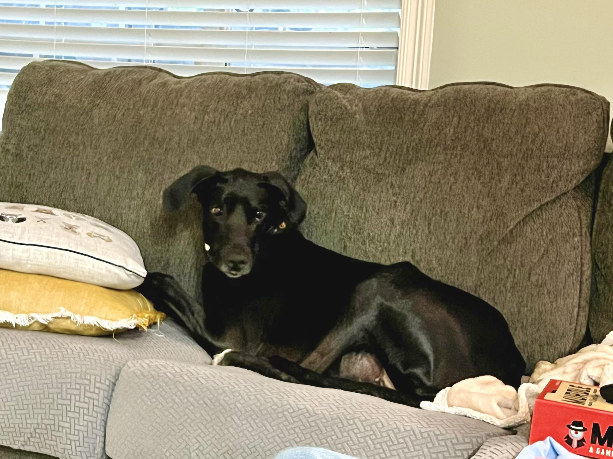 Gypsy The Gentle Giant