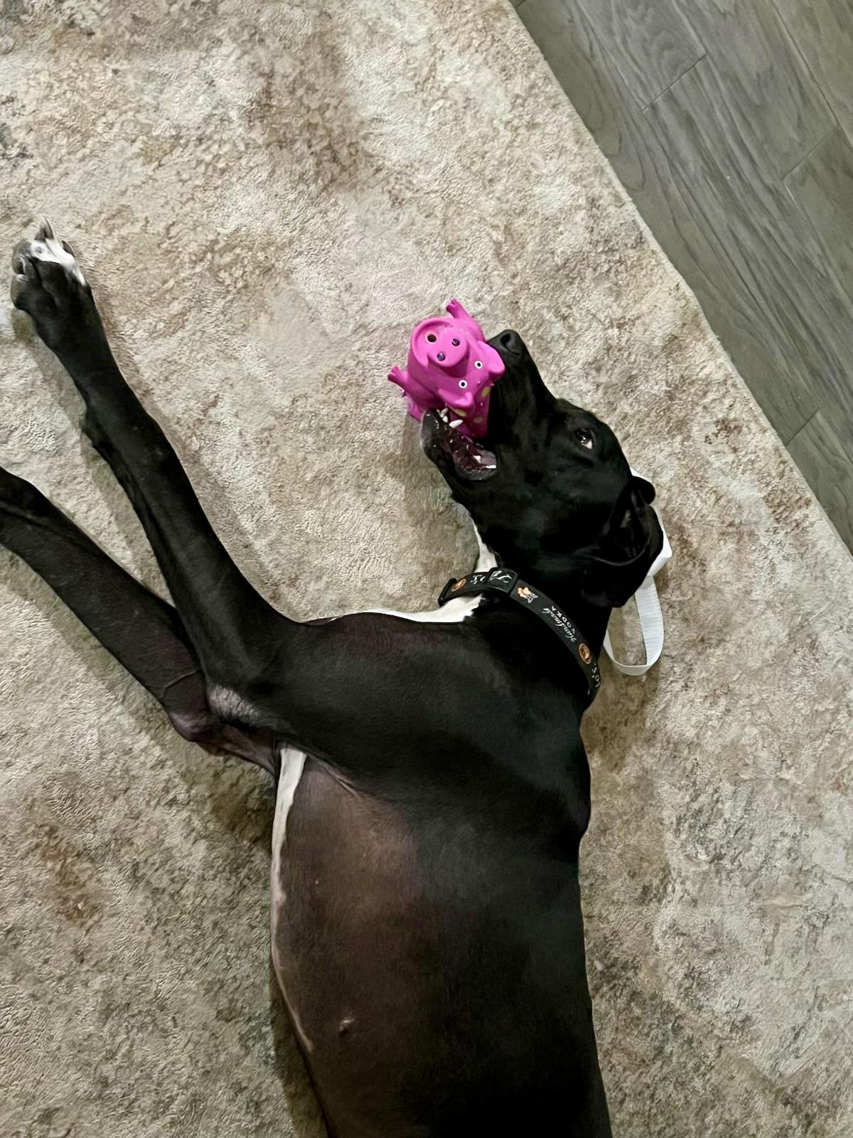 Gypsy The Gentle Giant