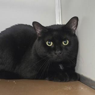 Kodak, adopted, Adult Male Domestic Short Hair.
