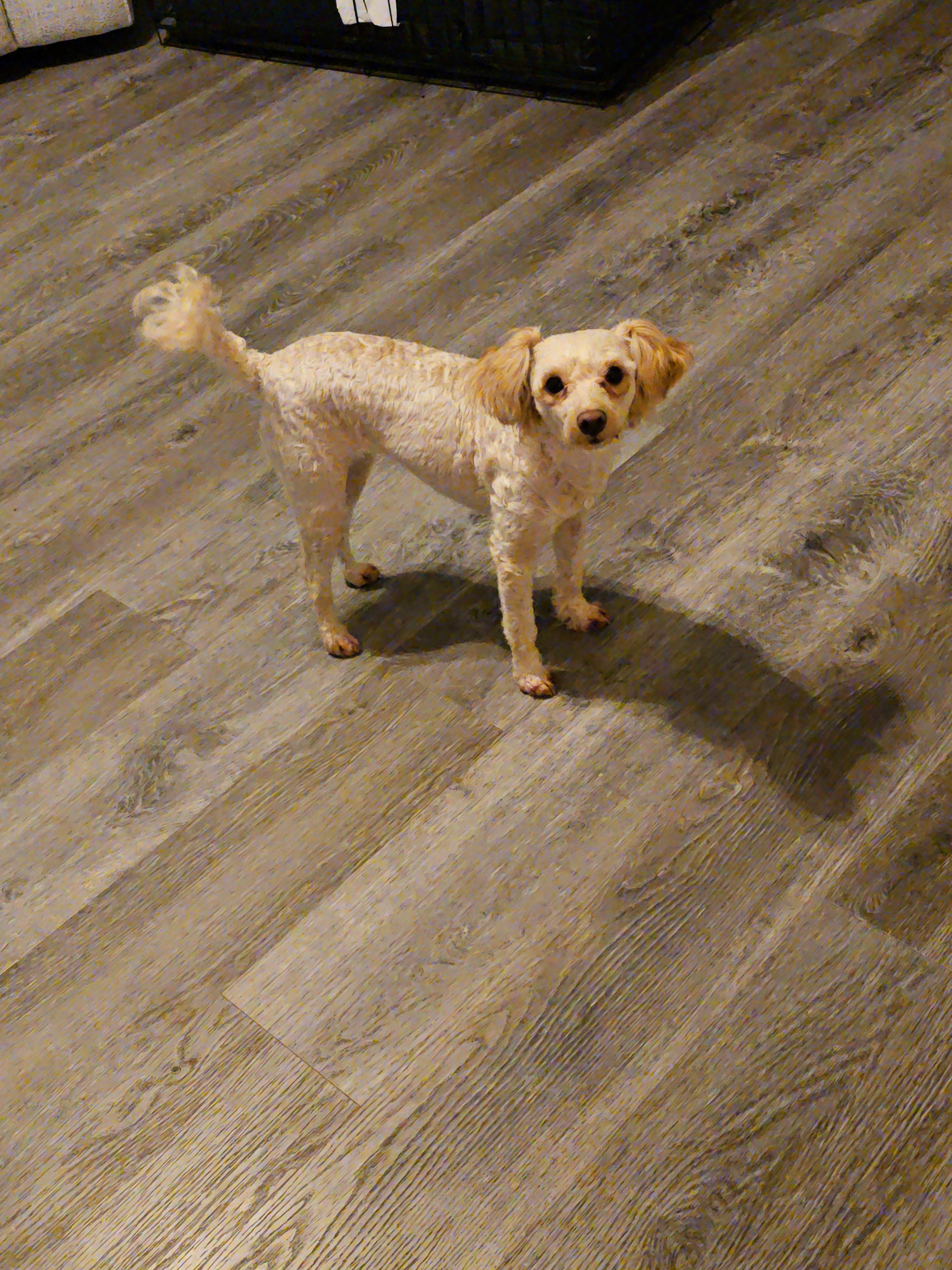 Lola, a ADOPTABLE Yorkie Poo in Palatine, IL image 3/3