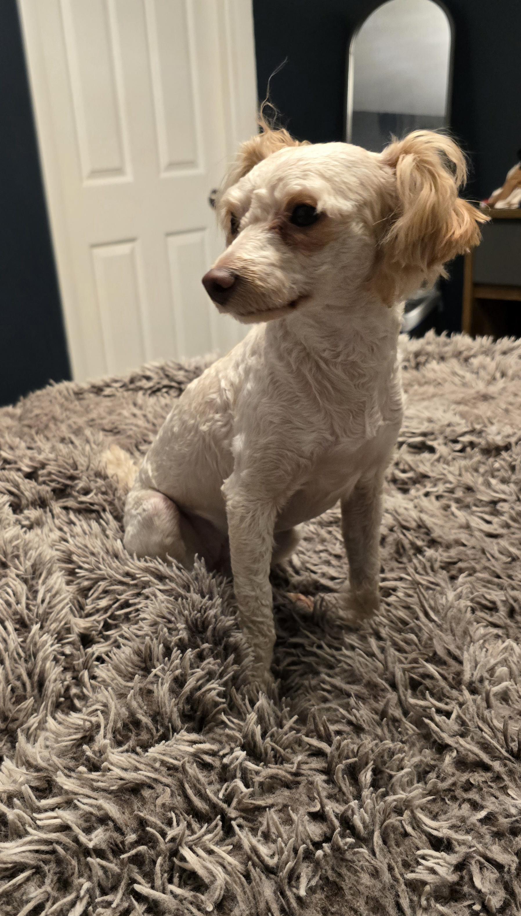 Lola, a ADOPTABLE Yorkie Poo in Palatine, IL image 2/3