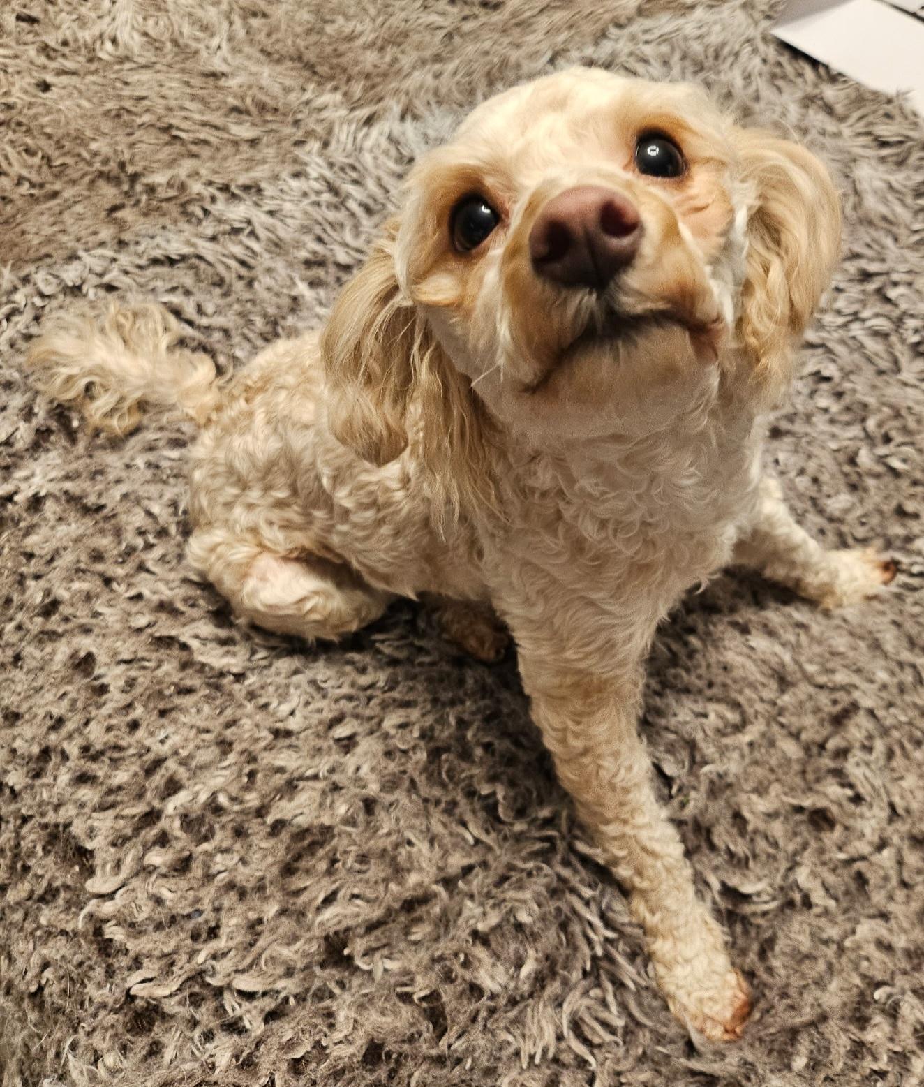 Lola, ADOPTABLE, Adult Female Yorkie Poo.