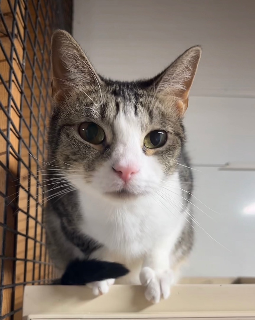 Enlarge Dory, a Adoptable Domestic Short Hair in Jackson, MO image 1/2