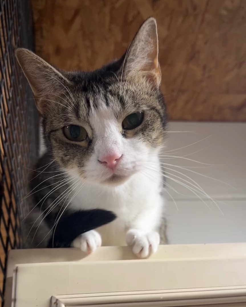 Enlarge Dory, a Adoptable Domestic Short Hair in Jackson, MO image 2/2