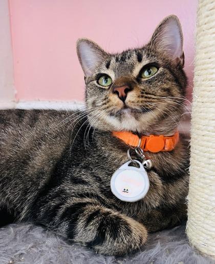 October (Pounce Cat Cafe), a Adoptable mixed breed in Savannah, GA image 1/2