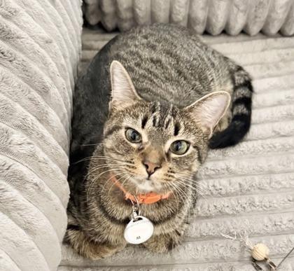 October (Pounce Cat Cafe), Adoptable, Adult Female Domestic Short Hair & Domestic Short Hair.