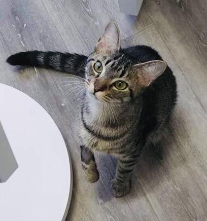 October (Pounce Cat Cafe), a Adoptable mixed breed in Savannah, GA image 2/2