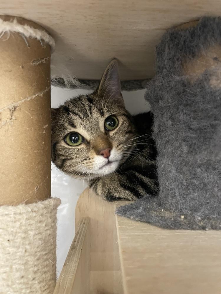 Alina, Adoptable, Kitten Female Domestic Short Hair.