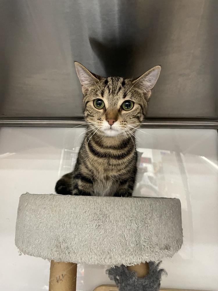 Enlarge Alina, a Adoptable Domestic Short Hair in Orlando, FL image 2/6