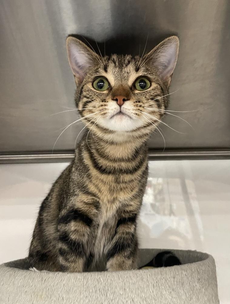 Enlarge Alina, a Adoptable Domestic Short Hair in Orlando, FL image 3/6