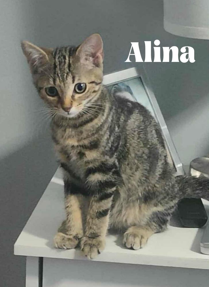 Enlarge Alina, a Adoptable Domestic Short Hair in Orlando, FL image 5/6
