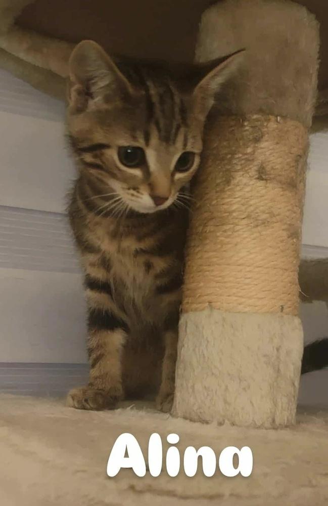 Enlarge Alina, a Adoptable Domestic Short Hair in Orlando, FL image 6/6