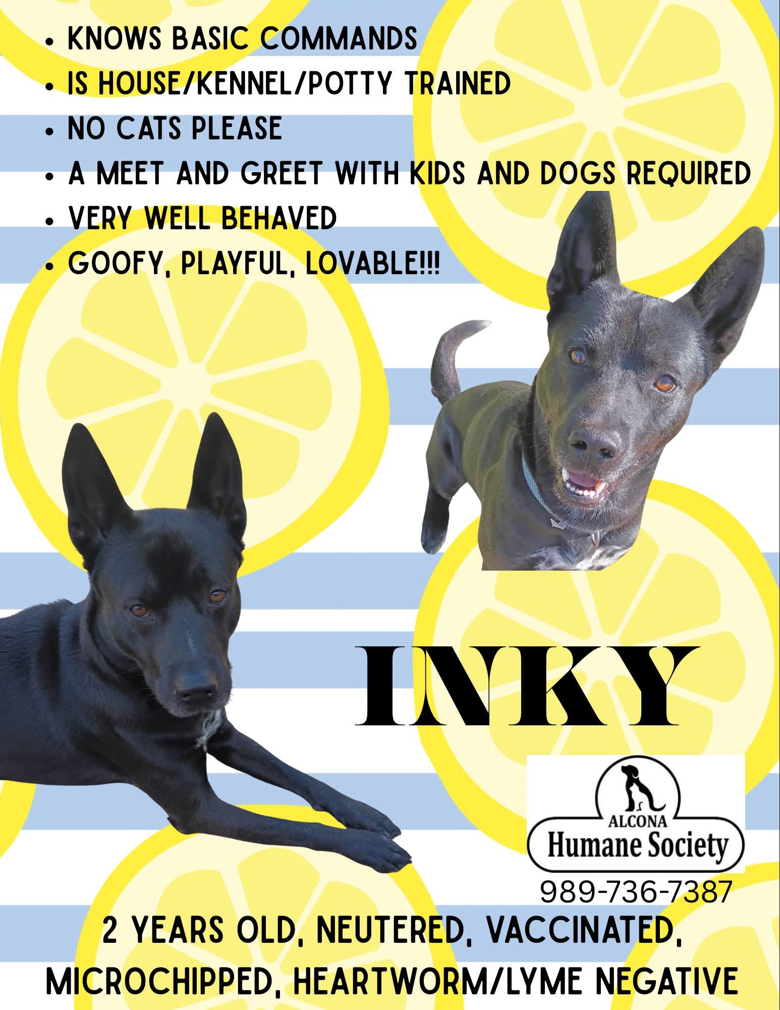 Inky, Adoptable, Adult Male Husky.