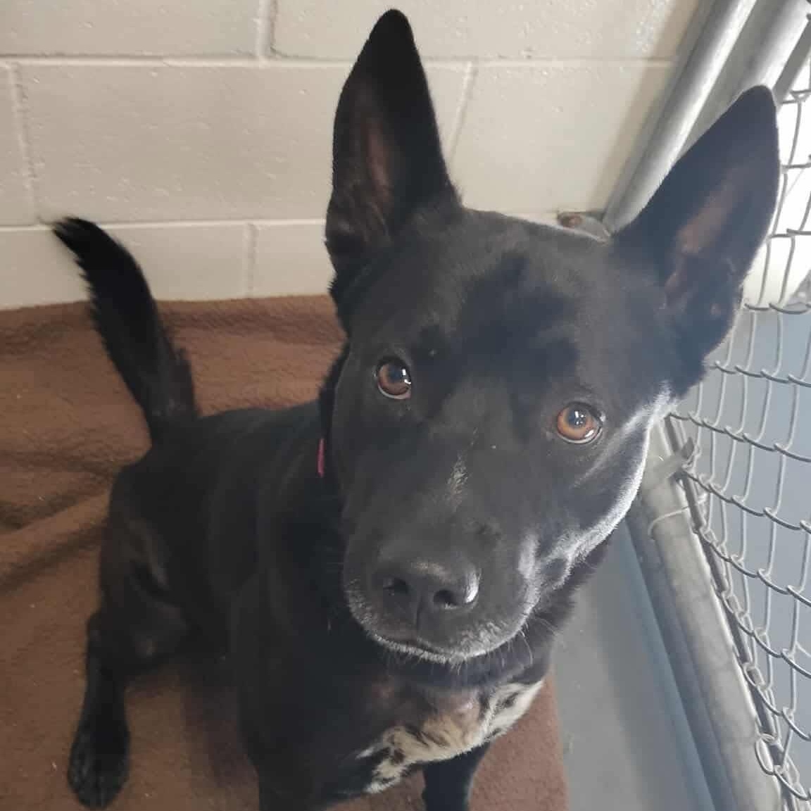 Enlarge Inky, a Adoptable mixed breed in Lincoln, MI image 1/2