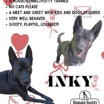 Inky, Adoptable, Adult Male Husky.