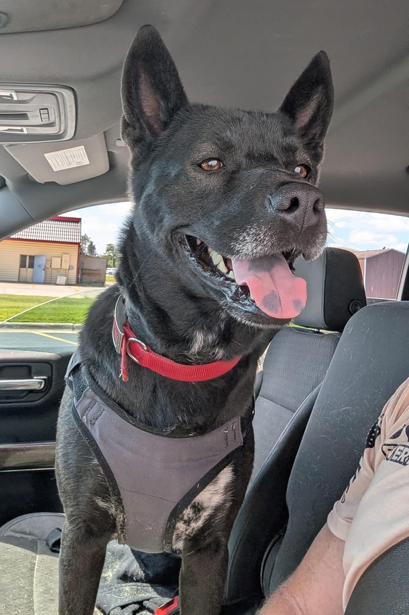 Inky, Adopted, Adult Male Husky & Australian Cattle Dog / Blue Heeler.