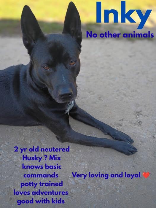 Enlarge Inky, a Adoptable mixed breed in Lincoln, MI image 2/2