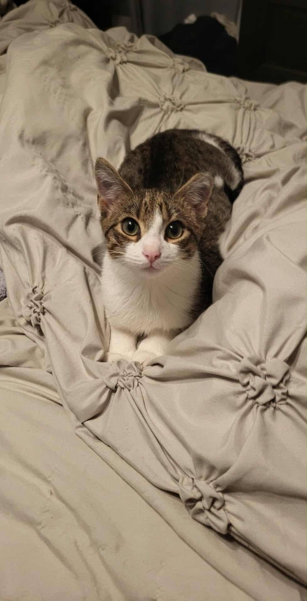 Romeo, a Adoptable Domestic Short Hair in Woodmere, NY image 1/4