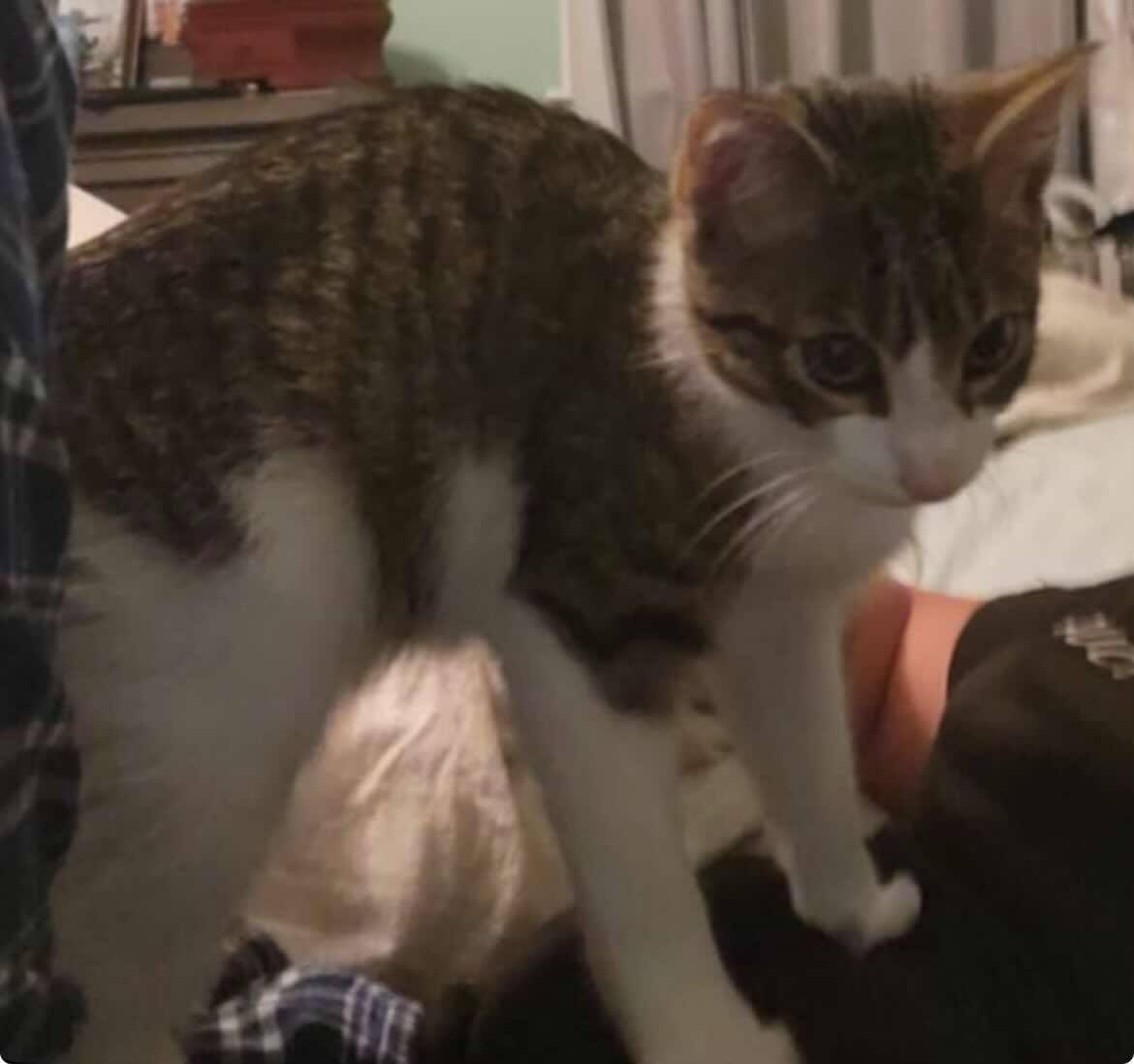 Romeo, a Adoptable Domestic Short Hair in Woodmere, NY image 3/4