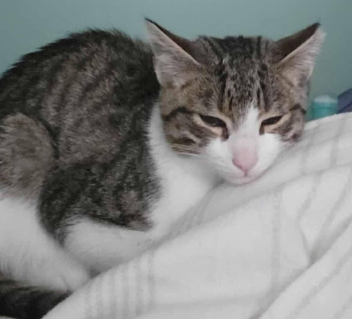 Romeo, a Adoptable Domestic Short Hair in Woodmere, NY image 4/4