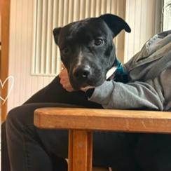 Enlarge Sonny, a Adoptable American Staffordshire Terrier in Conshohocken, PA image 1/6