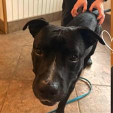 Enlarge Sonny, a Adoptable American Staffordshire Terrier in Conshohocken, PA image 2/6