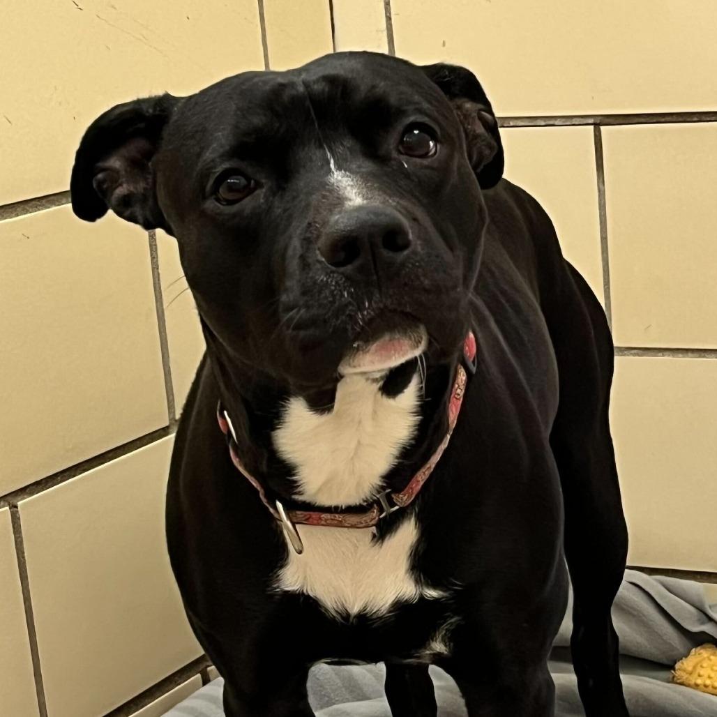 "Sonny", Adoptable, Adult Male American Staffordshire Terrier.