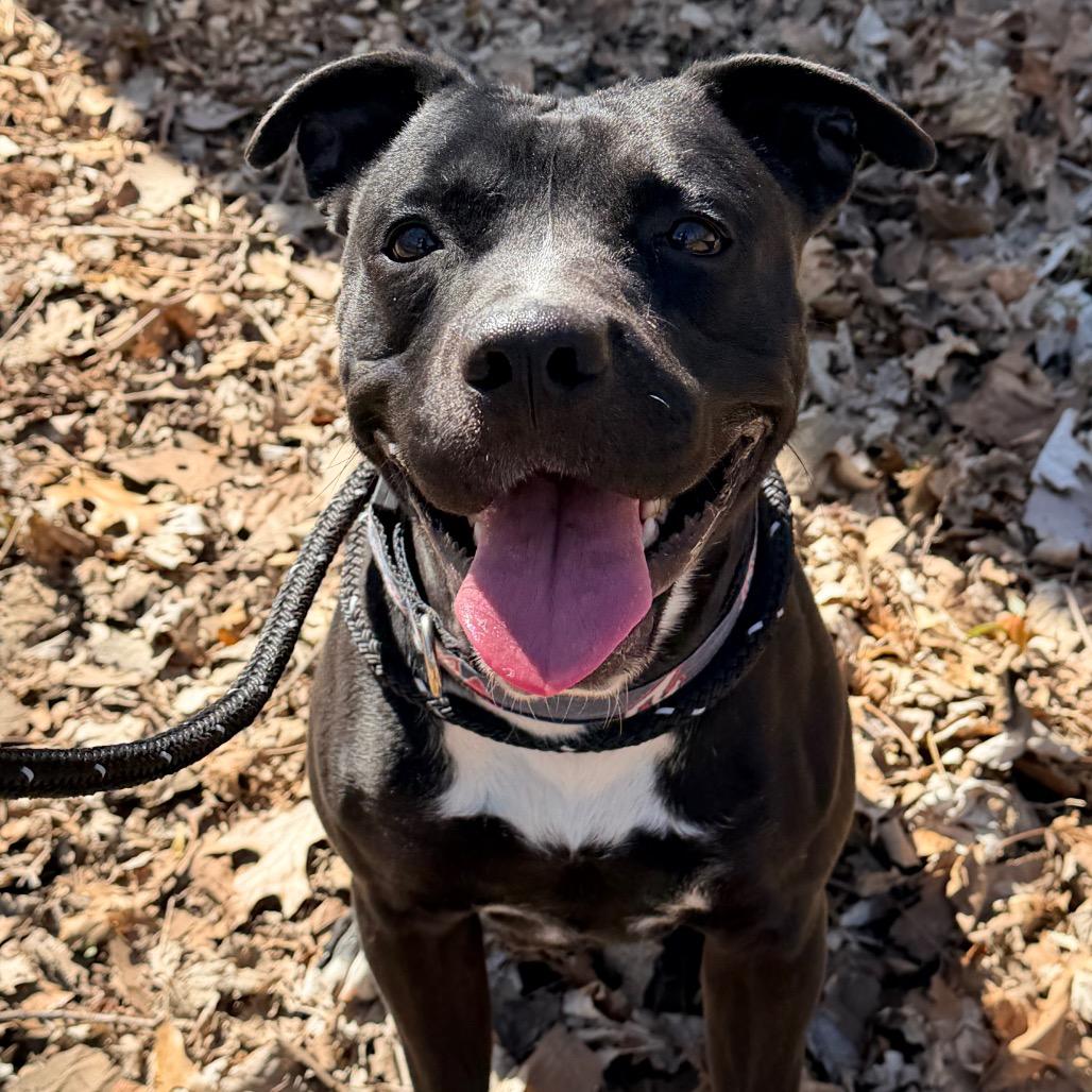 Enlarge Sonny, a Adoptable American Staffordshire Terrier in Conshohocken, PA image 4/6