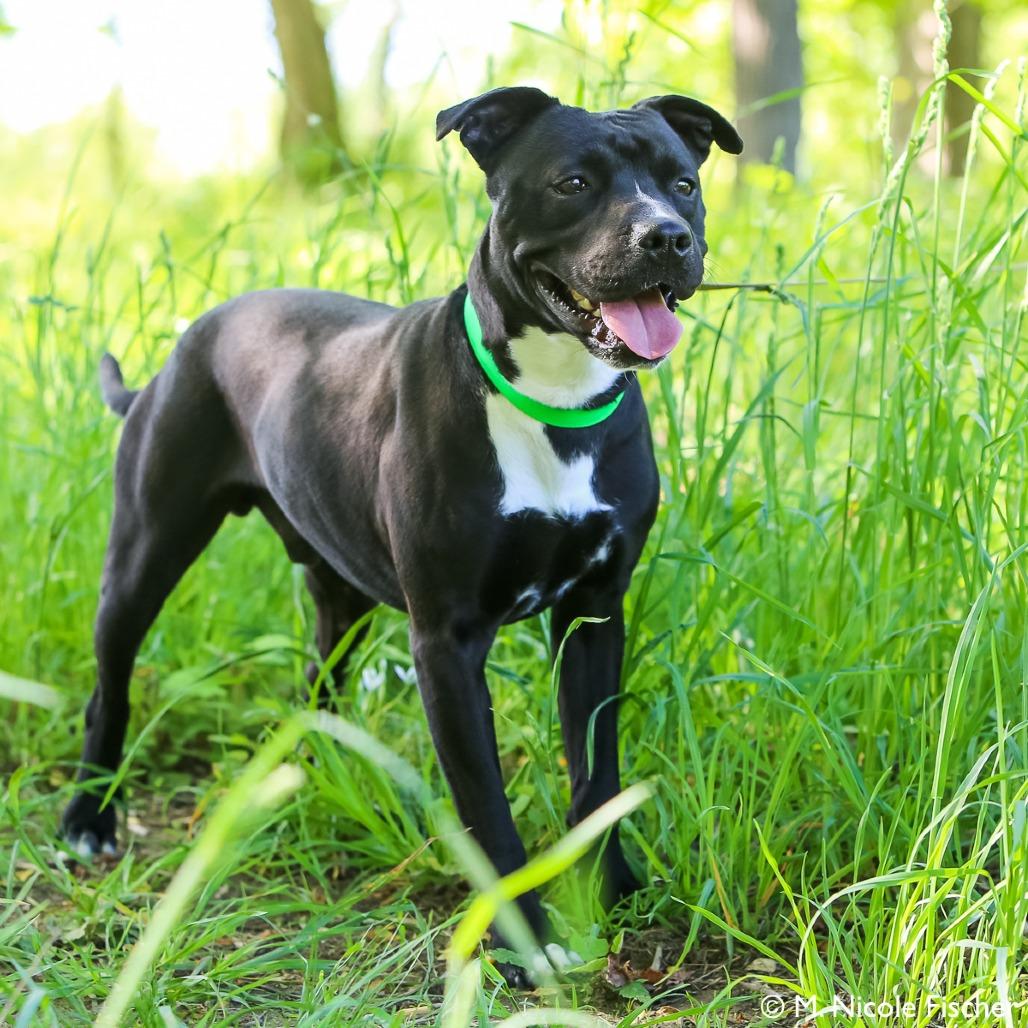 Enlarge Sonny, a Adoptable American Staffordshire Terrier in Conshohocken, PA image 5/6