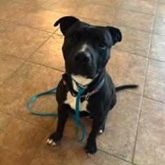 Enlarge Sonny, a Adoptable American Staffordshire Terrier in Conshohocken, PA image 6/6