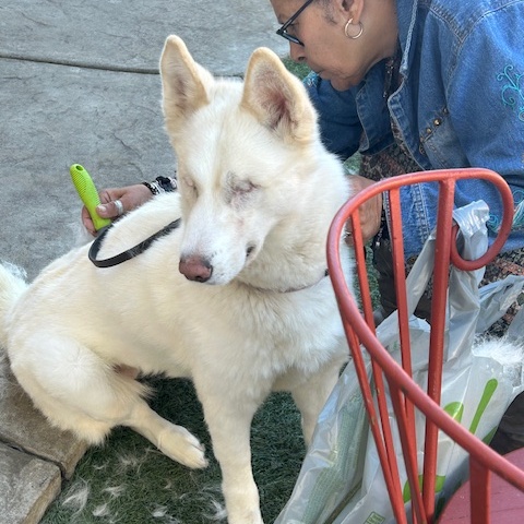 BONNIE BELLE (Blind), Adult Female unknown