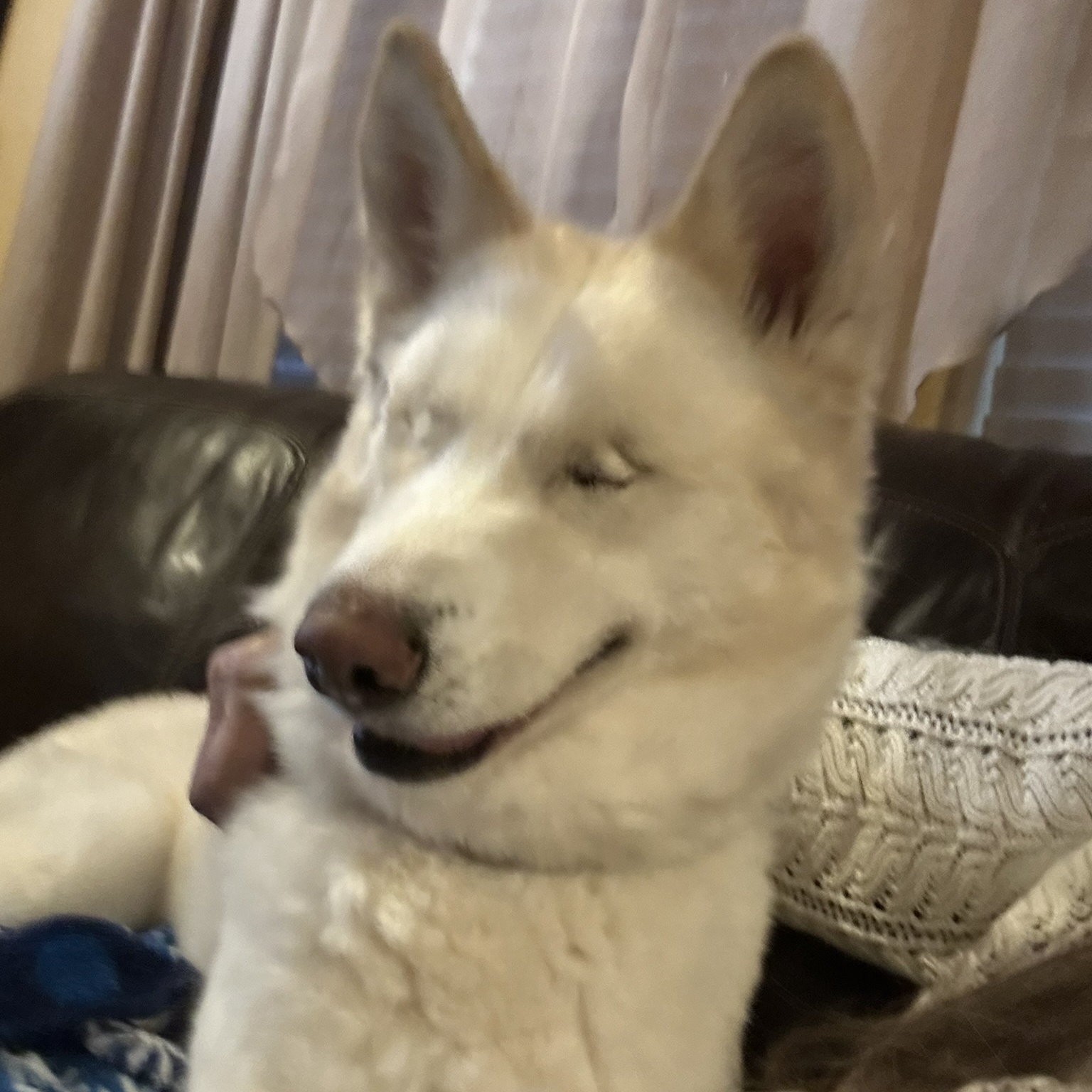 BONNIE BELLE (Blind) photo 2