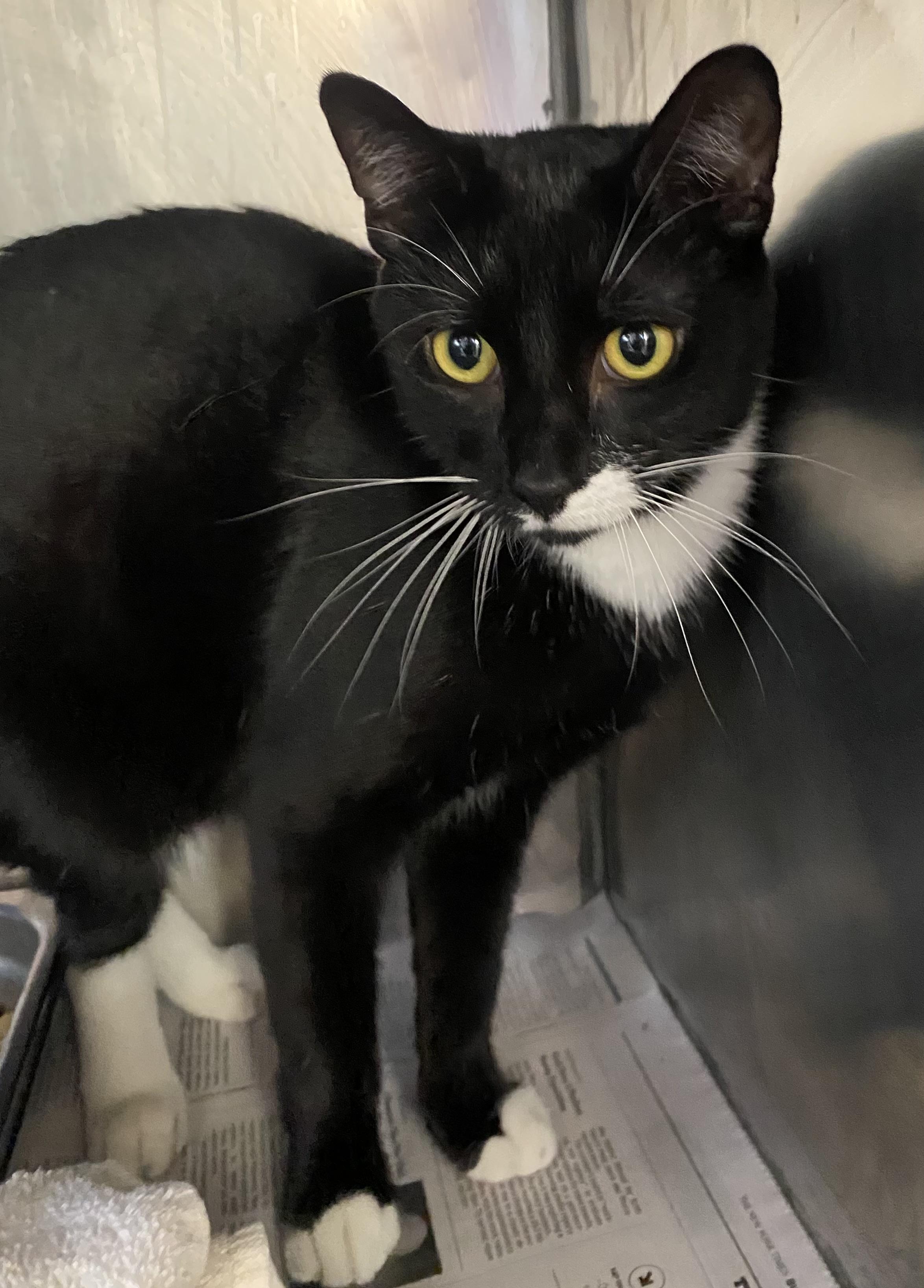 Tribal Chief Roman Reigns, a Adoptable Domestic Short Hair in Somerset, NJ image 1/3