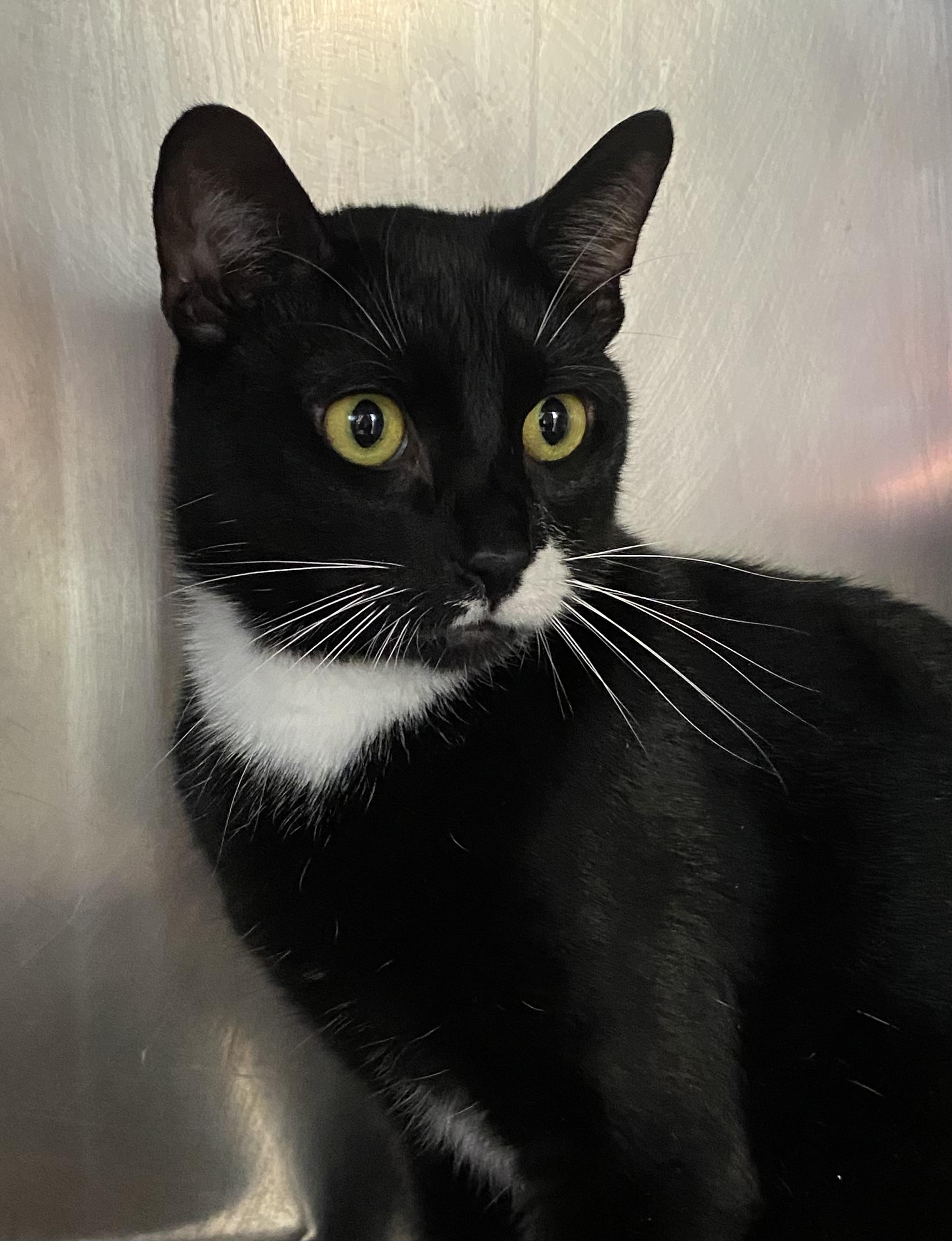 Tribal Chief Roman Reigns, a Adoptable Domestic Short Hair in Somerset, NJ image 2/3