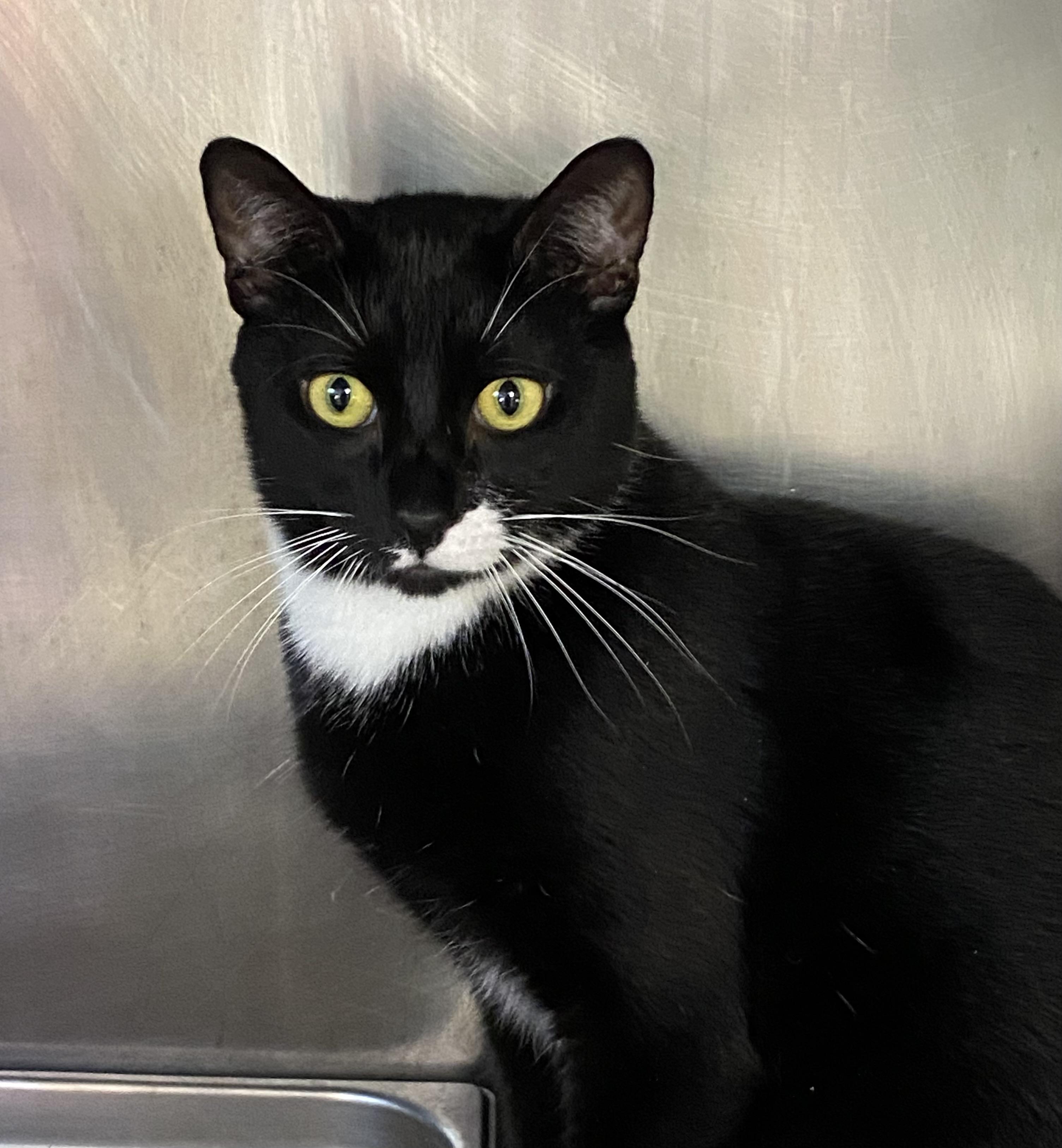 Tribal Chief Roman Reigns, a Adoptable Domestic Short Hair in Somerset, NJ image 3/3