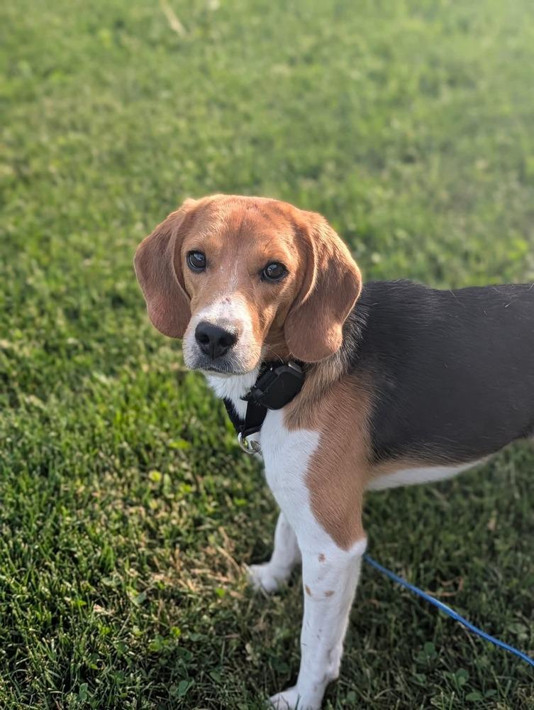 Scott (4), Adoptable, Adult Male Beagle.