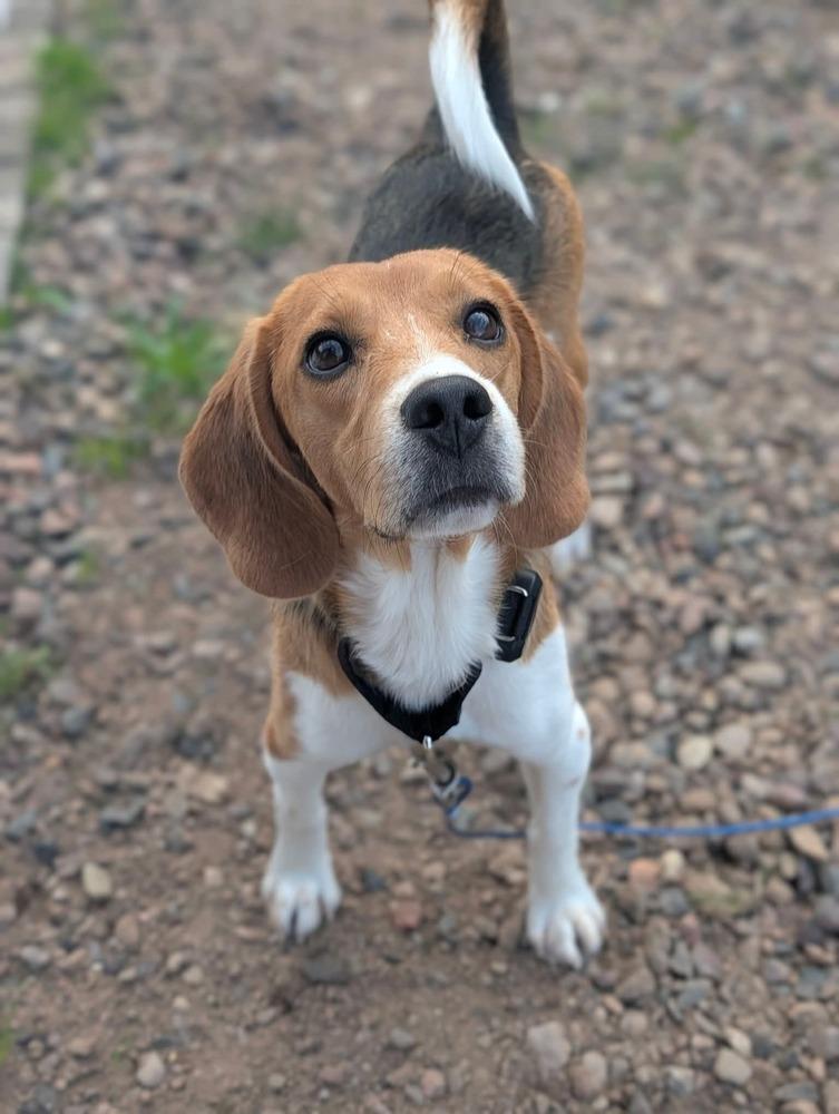 Enlarge Scott (4), a Adoptable Beagle in Wausau, WI image 2/6
