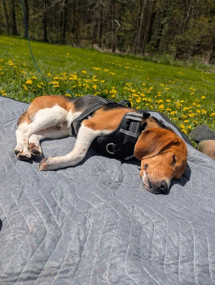 Enlarge Scott (4), a Adoptable Beagle in Wausau, WI image 3/6