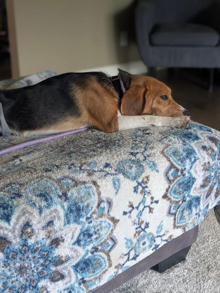 Enlarge Scott (4), a Adoptable Beagle in Wausau, WI image 4/6