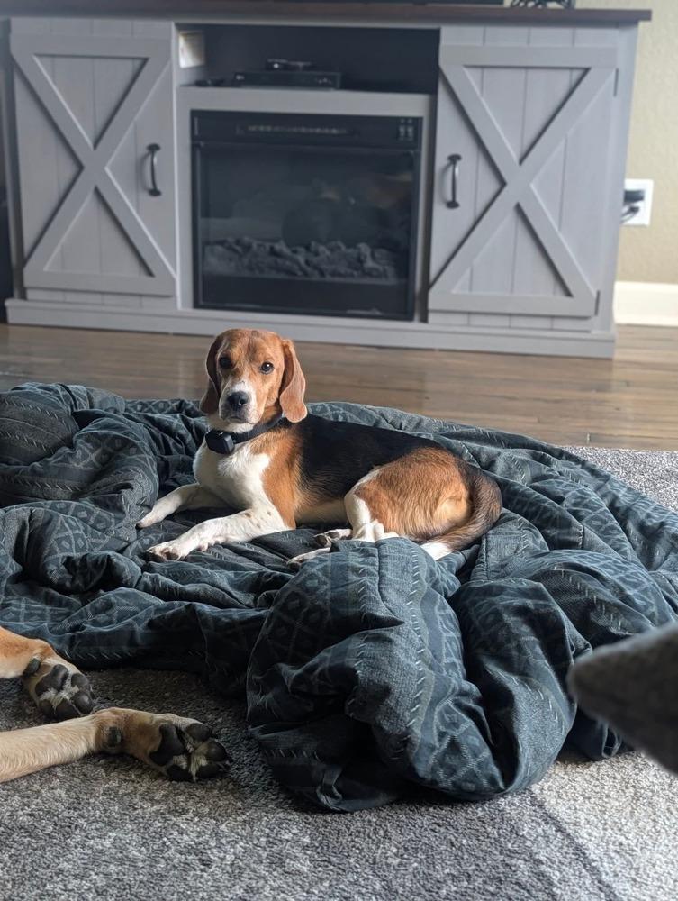 Enlarge Scott (4), a Adoptable Beagle in Wausau, WI image 5/6