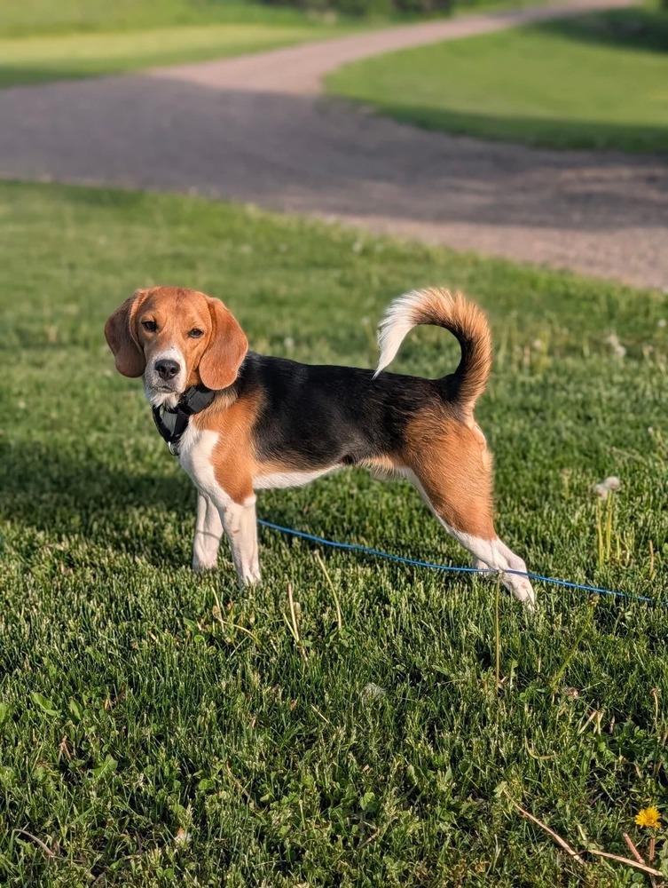 Enlarge Scott (4), a Adoptable Beagle in Wausau, WI image 6/6