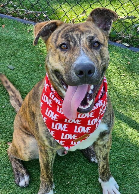 TONY, Adoptable, Young Male Mixed Breed.