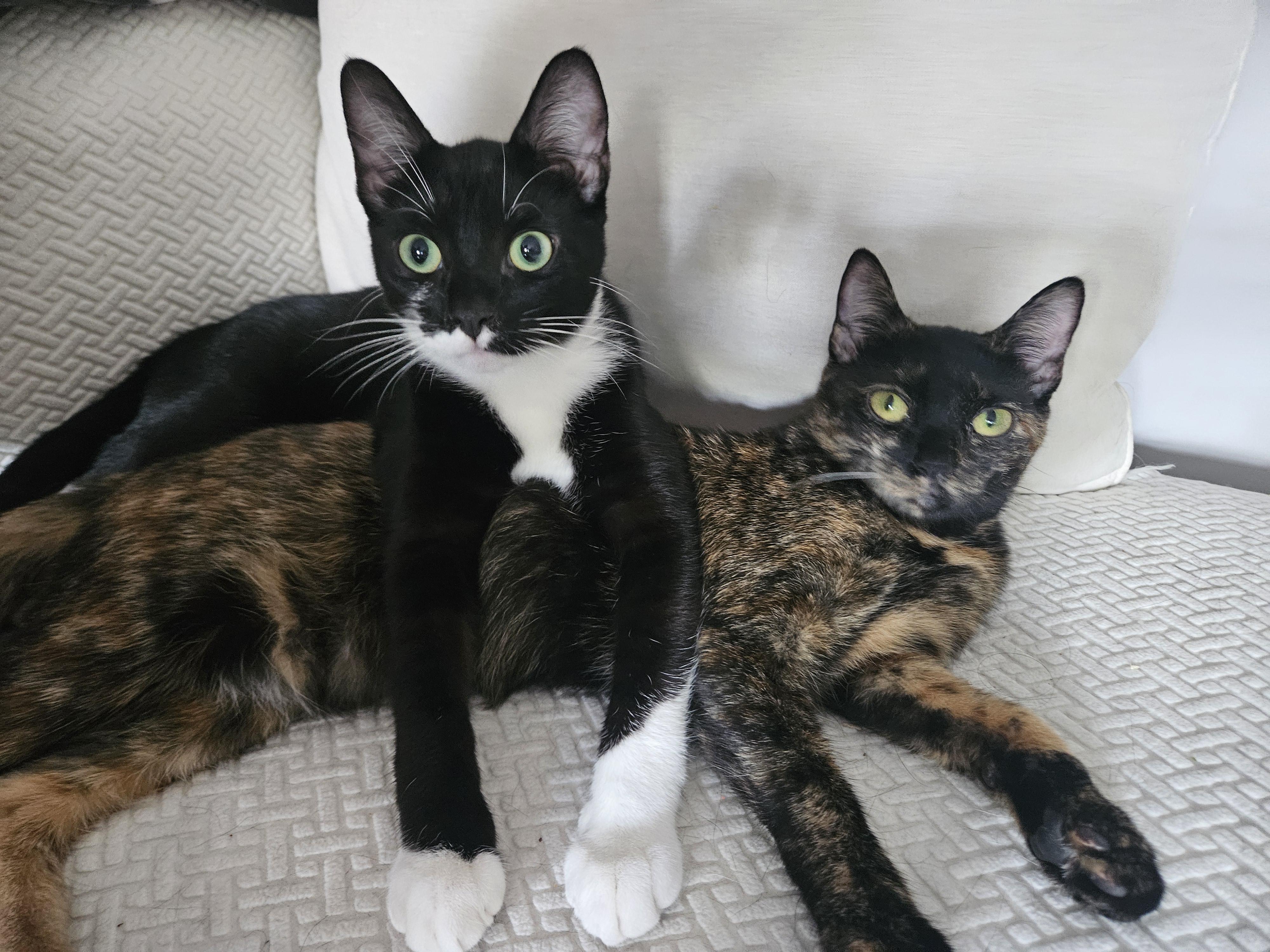 Gus (and Myrtle-bonded pair), a Adoptable Domestic Short Hair in Crompond, NY image 1/5