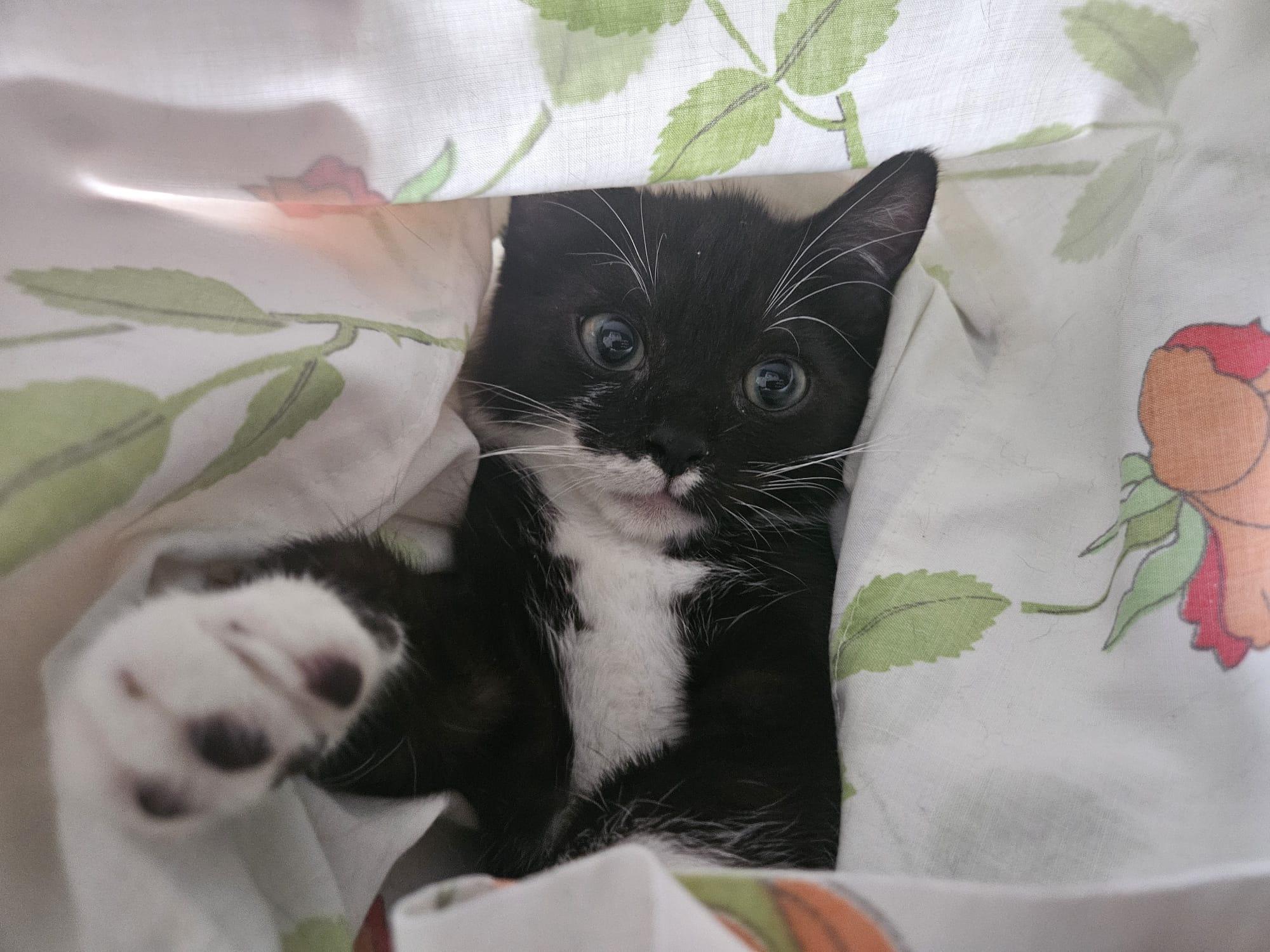 Gus (and Myrtle-bonded pair), a Adoptable Domestic Short Hair in Crompond, NY image 2/5