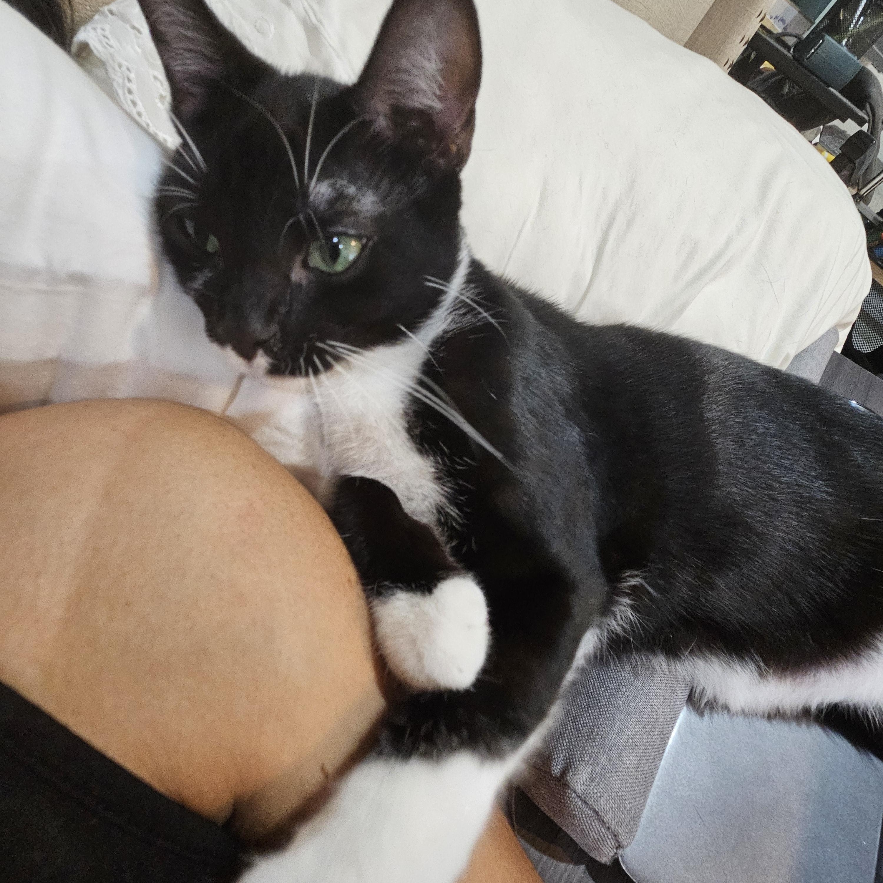 Gus (and Myrtle-bonded pair), a Adoptable Domestic Short Hair in Crompond, NY image 3/5