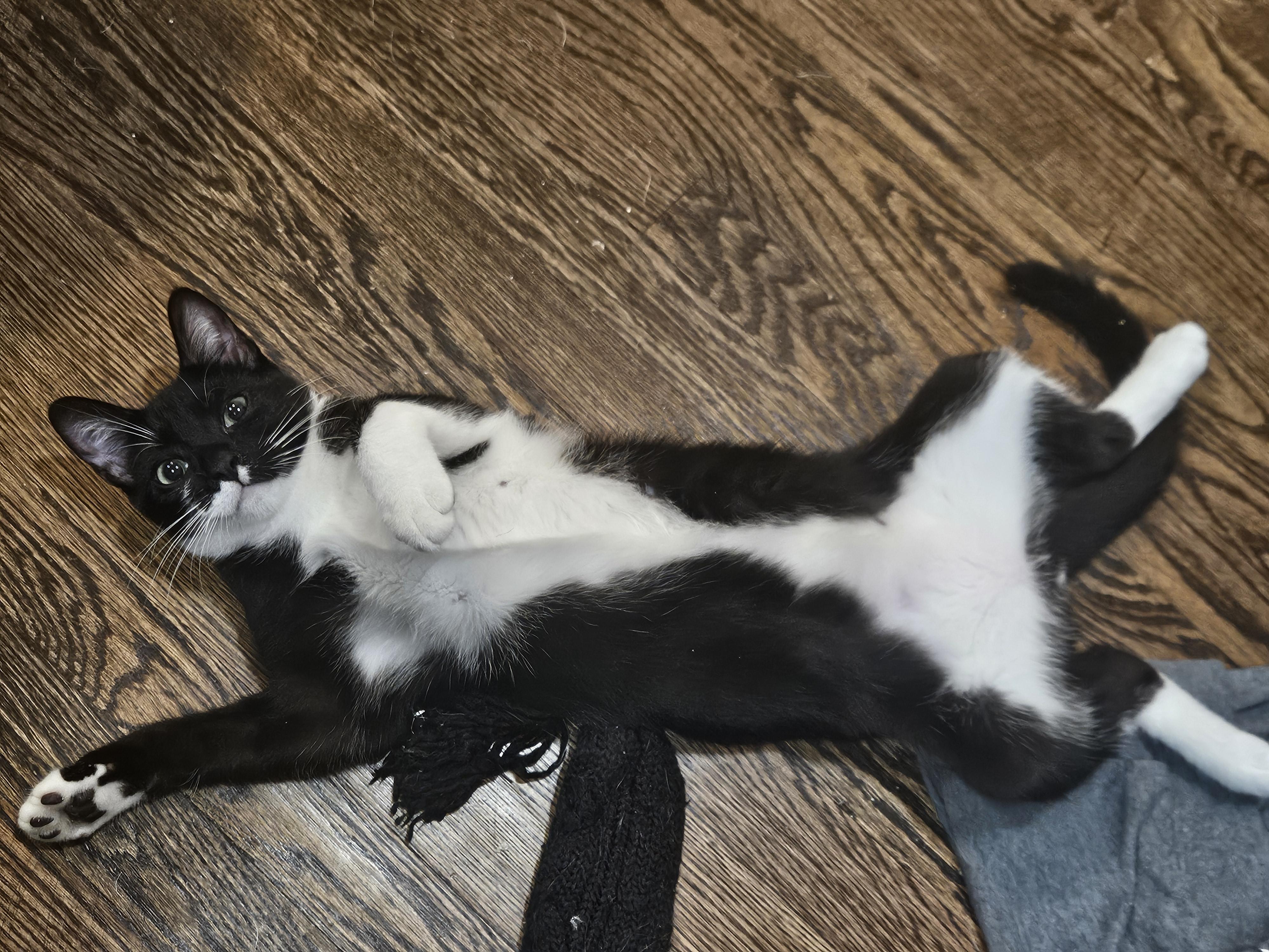 Gus (and Myrtle-bonded pair), a Adoptable Domestic Short Hair in Crompond, NY image 4/5