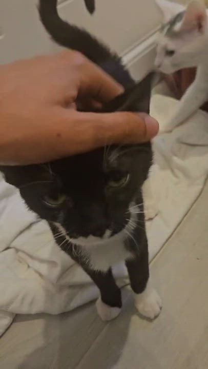 Enlarge Gus (and Myrtle-bonded pair), a Adoptable Domestic Short Hair in Crompond, NY video 5/5