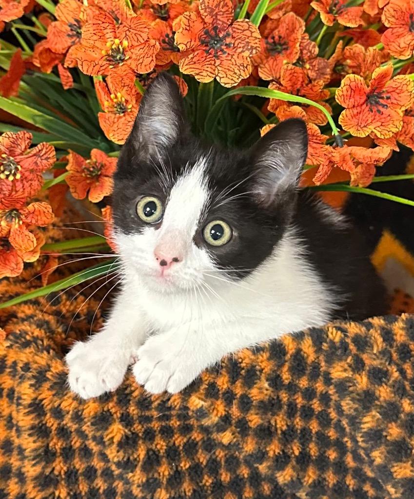 Enlarge 3/31/26  Jazzy, a Adoptable mixed breed in Stillwater, OK image 1/1